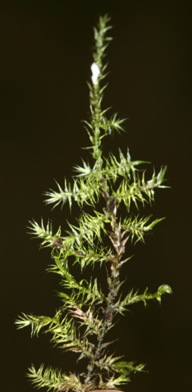 Drepanocladus polygamus